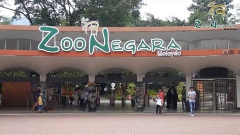 Taman margasatwa dan budaya kinantan (160 m). Zoo Negara Tawar Tiket Masuk Percuma Selama 30 Hari Dari Hari Lahir