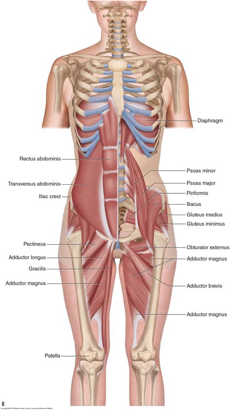 What Is An Adductor Strain And What Are Its Causes