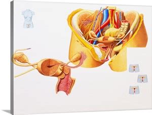 The lower opening into the vagina is the external os; Internal anatomy of female human reproductive system Photo ...