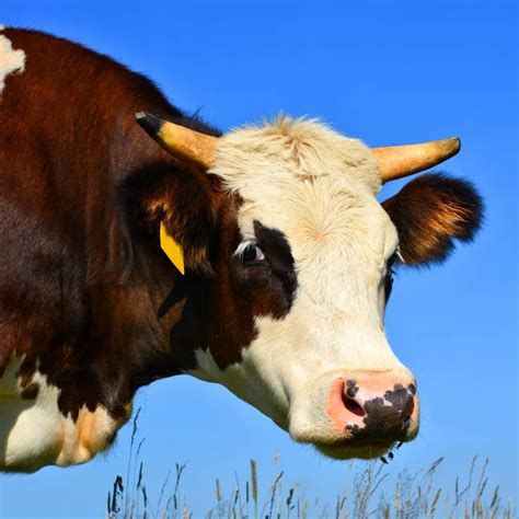 Close Up Of Cute Cow Head Stock Image Everypixel