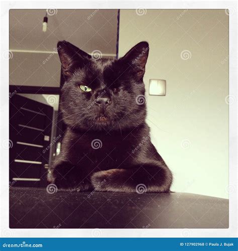 One Eyed Black Cat Boss Stock Photo Image Of Pirate 127902968