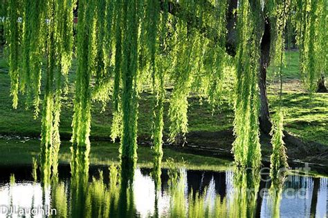 Weeping Willow Tree Reflections By Dj Laughlin Weeping Willow Tree