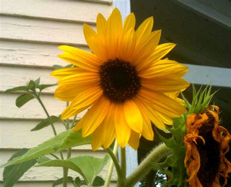 The stem of the flower can grow up to 3 metres tall, with a flower head that can be 30 cm wide. Using Georgia Native Plants: Late Summer Yellows