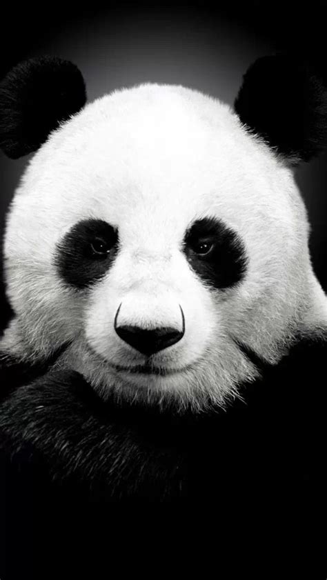Panda Face The Iphone Wallpapers
