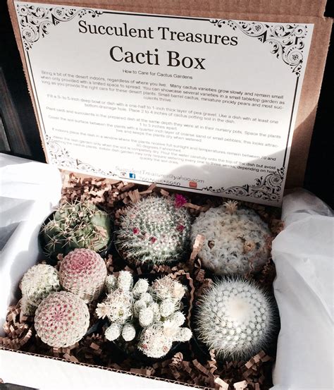 Cacti T Box Half Dozen Assorted Succulent Live Cactus T Box