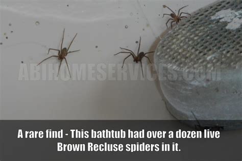 Brown Recluse Infestation Abi Home Inspection Services