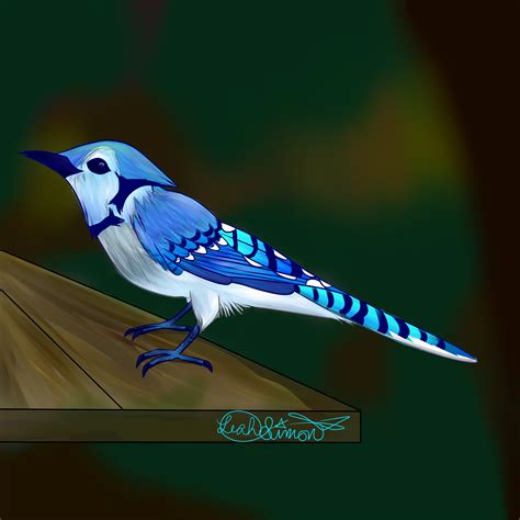 Make For A Great Blue Jay Drawing Diary Drawing Images