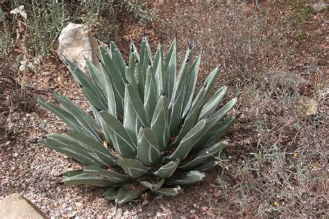 Agave plants (agave spp.), such as the century plant and blue agave, can be grown indoors. Water-efficient Plants Guide