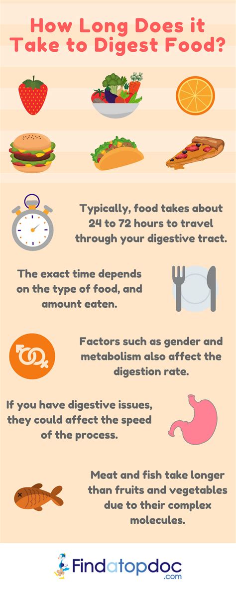 Just like us, each pup is different and there are lots of external factors that. How Long Does It Take To Digest Food? Infographic