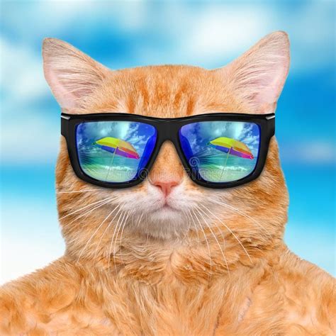 Cat Wearing Sunglasses Relaxing Stock Photo Image Of Water