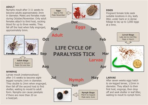 Life Cycle Of A Tick Parasite Nymph Life Cycles Ticks External Nymphs