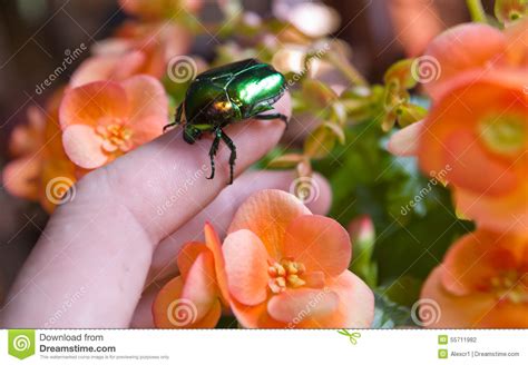 Large Green Beetle Stock Photo Image Of Aurata Beautiful 55711982