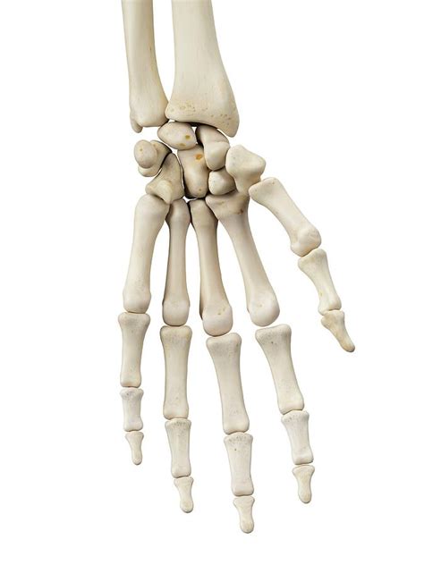 Human Hand Bones Photograph By Sciepro Fine Art America