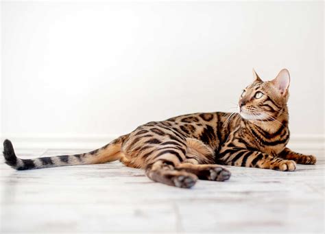 Bengalkatze Preis Haltung Charakter Größe Im Katzen Steckbrief