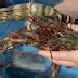Black Tiger Shrimps Suppliers Asian Tiger Shrimps Giant Shrimps