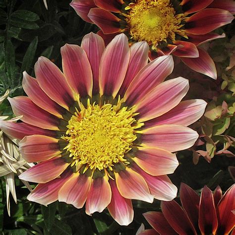 Teleflora has grown to become one new zealand's most trusted and reliable flower delivery services. Flowers in New Zealand | Flickr - Photo Sharing!