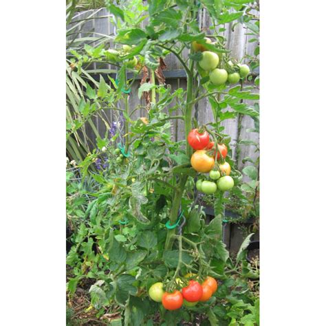 Tomtwist Tomato Stake Large Growing Things
