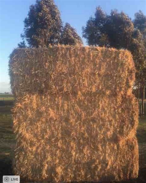 2 X B Double Loads Of 2016 Barley Straw 8x4x3 Hay And Fodder