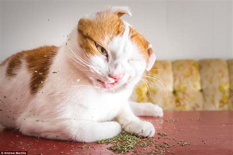 Photographer Takes Hilarious Pictures Of Felines High On Catnip Daily
