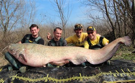 International Fishing News Italy Giant Wels Catfish Of 260 Lb