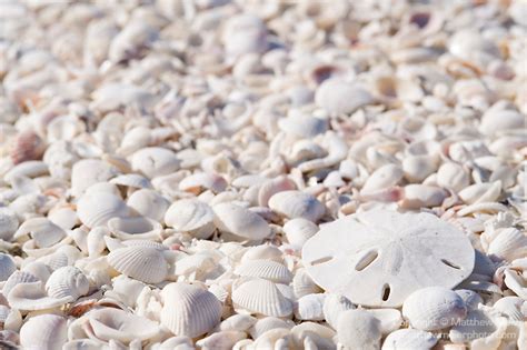Sand Dollar Seashells Photo 015230 Matthew Meier Photography