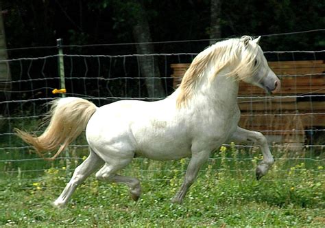 Practical Horse Genetics The Grey Coat Colour In Horses