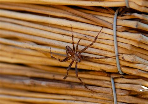 Spiders Creepy Crawlies Web Amazing Fascinating Creepy Crawlies