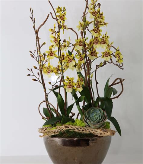 San Francisco Florist Shop Collections Orchid Plants