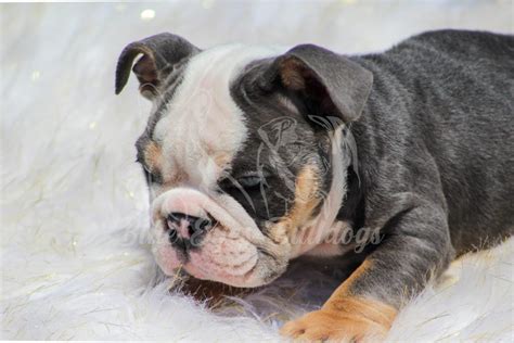 How To Care For An English Bulldog Puppy 2023 Guide 2023 Best Guide