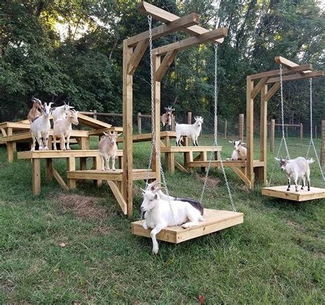 Magnificent Founded Goat Raising Beginners Guide Click For More Goat