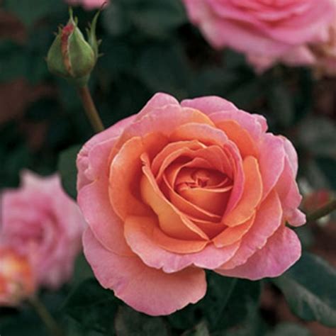 Elle Hybrid Tea Garden Roses Pococks Roses The Cornish Rose Company
