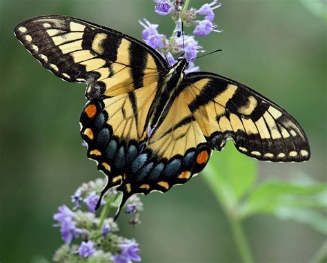 Males are yellow with four black tiger stripes on each forewing. Yellow Swallowtail | Butterfly pictures, Beautiful ...