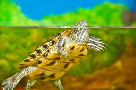 9 Types Of Pet Turtles That You Can Keep At Home Species