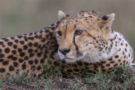 Sjwray Wildlife Photography Cheetah