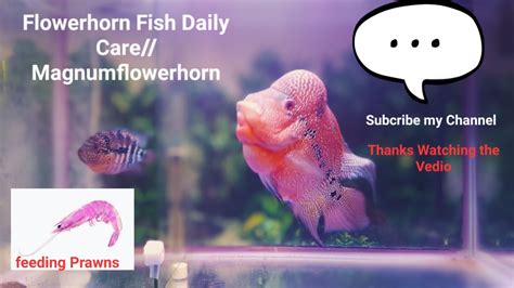 Flowerhorn Daily Careflowerhorn Magnumflower Horn Nemo And Flora