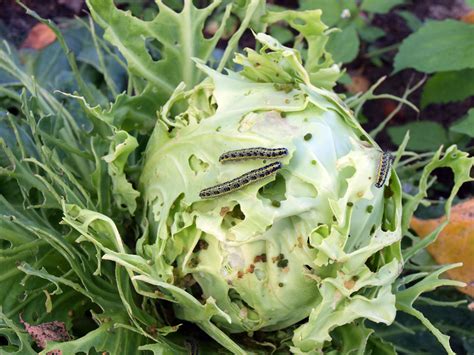 Im garten werden blattläuse und spinnmilben biologisch bekämpft; Ungeziefer im Garten bekämpfen » Hausmittel, die wirken
