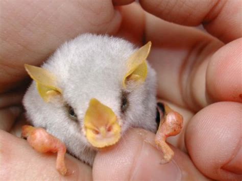 Honduran White Bat Facts Habitat Diet Adaptations Video