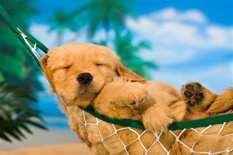 Young Puppy In Hammock With Tropical Background Stock Photo Download