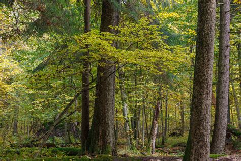 How Well Do You Know Rain Forests? [QUIZ] - Utah Lawn Care