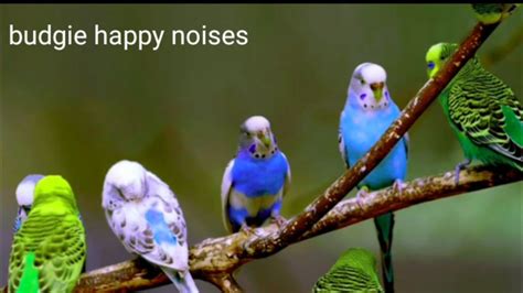 Budgies Singing Budgie Noises Budgies Chirping Budgie Soundshappy