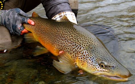Fly Fishing Photo Big New Zealand Wild Brown Trout The Venturing Angler