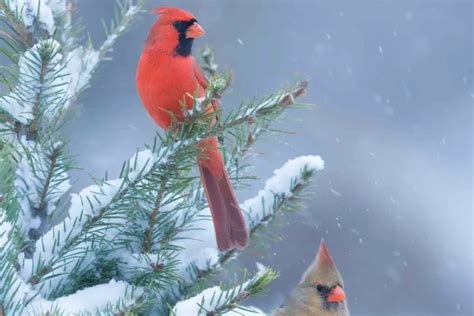 Do Cardinals Migrate In Winter