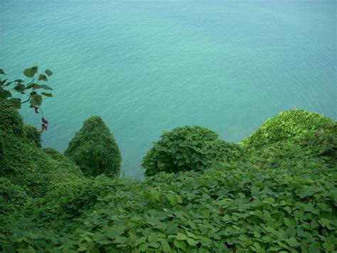 Morze czarne, czyli ponure i zdradzieckie droga… nazywam się krzysztof nodar ciemnołoński. Zdjęcia: Batumi, Adżaria, Widok z ogrodu botanicznego na ...