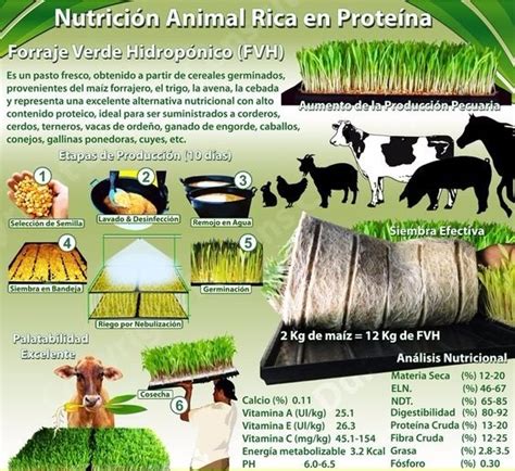 Manual De Procedimientos Para La Producci N De Forraje Verde Hidrop Nico Somos Cuy Peru