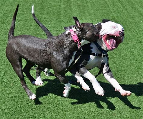 Lemmy And Abilene 042016 Pitbull Dog Fur Babies Sweet Dogs
