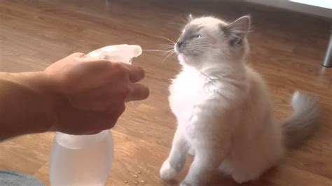 Stop Spraying Cats With Water Feline Behavior Solutions Cat Behaviorist