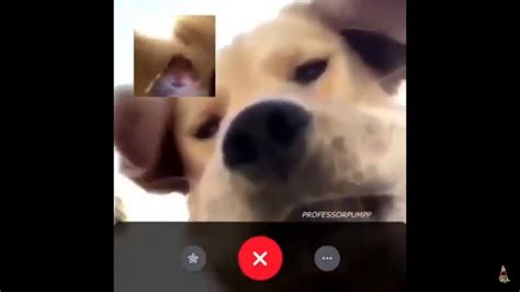 Dog And Hamster Facetime Meme