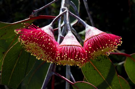 Pretty Eucalyptus Flowers And Seed Pods Seed Pods Red Flowers