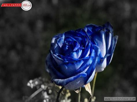 صور ورد و مجموعة من أرقى صور ورد التي قد تراها ، نقدمها لكم زوار مصر فايف ، حيث صور الورود الحمراء ذات المنظر صور ورد أخرى رائعة نضيفها لكم في هذا الموضوع ، حيث أجمل صور ورد نقتنيها لكم بعناية و يتم تحديث الموضوع دوماً لإضافة الصور. صور ورد جوري ازرق , صور ازهار زرقاء جوري 2019 , صورورد ...
