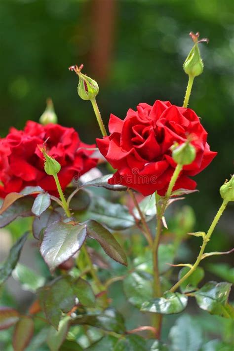 Red Garden Roses Stock Image Image Of Incarnadine Cultivate 82535593